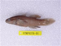 藏品(黑塘鱧)的圖片